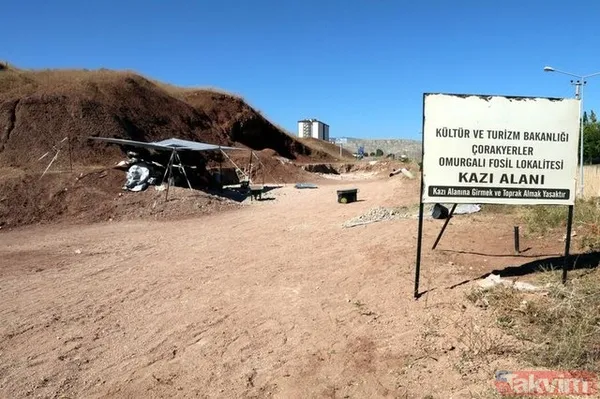 Çankırı'da 8,5 milyon yıllık fosil bulundu! - 5