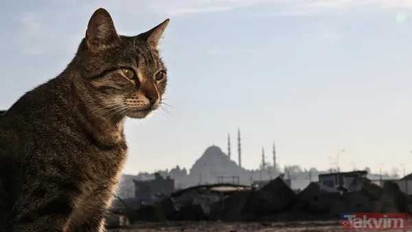 Osmanlı Döneminde Kedilerin Yeri Osmanlı İmparatorluğu, Sokak Hayvanlarına Gösterilen Özenle Dikkat Çeker. O Dönemde Kurulan Vakıflar, Hayvanların Beslenmesi Ve...