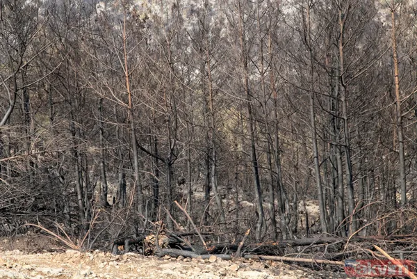Türkiye'nin en kalitelisi! 5 milyon lira gelir elde edilen defne alanı orman yangınlarında yok oldu - 8