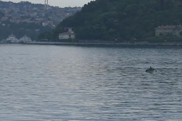 Yunuslar İstinye sahilde adeta dans etti