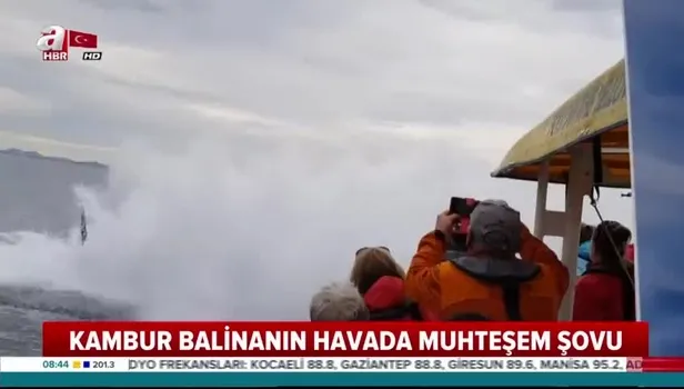 Kambur balinanın havada muhteşem şovu