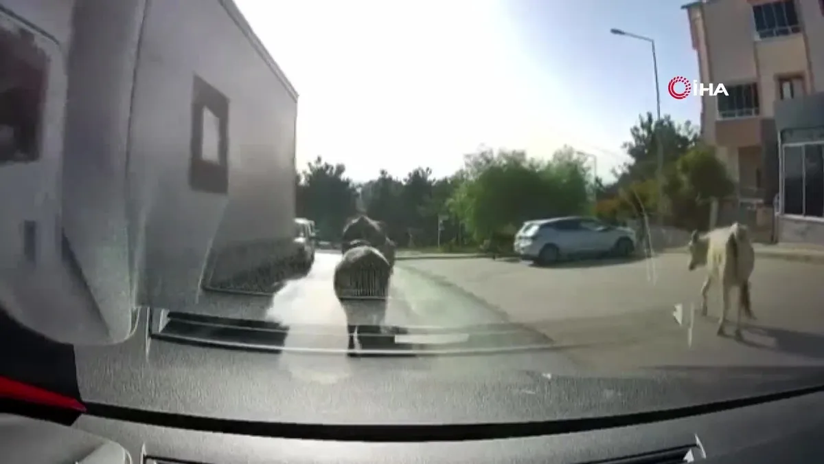 Bursa'da kaçan danalar trafiği birbirine kattı