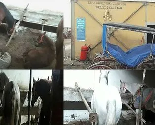 Büyükadada karantinadaki atların hali yürek sızlattı!