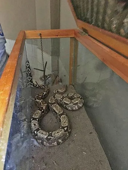 Antalya otogarında valizde boa yılanı ele geçirildi-3
