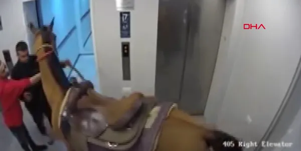 israilde-asansore-atini-bindirmek-isteyen-kisi-gozaltina-alindi-1619792156721.jpg İsrail'de asansöre atını bindirmek isteyen kişi gözaltına alındı-7