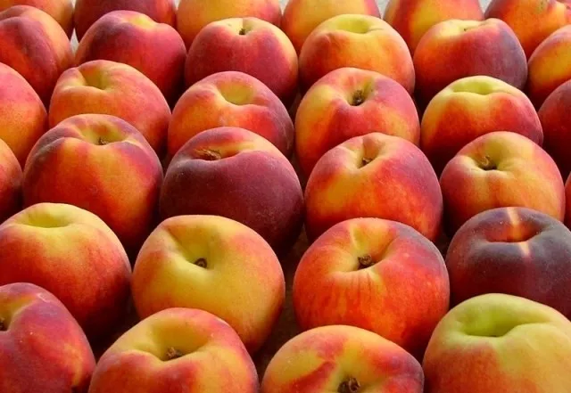 3 günde 3 kilo verdiren herkesin merak ettiği şeftali diyeti! - 1