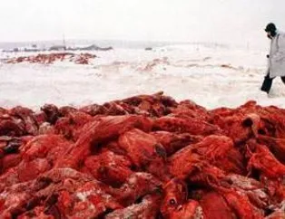 Bu fotoğrafları mutlaka görmelisiniz!