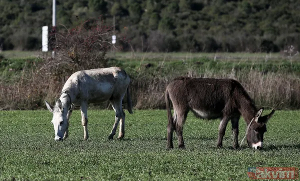 Yıllarca Mardin'de çöp topladı! 'Dost' artık emekli oldu - 5