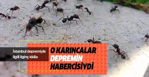İstanbul depremine ilişkin ilginç iddia! ‘Yüksek kata çıkan karıncalar’ depremin habercisiydi
