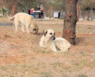 Sırrı köpekler eşeledi
