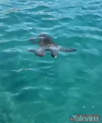 Antalya Muratpaşa'da caretta caretta Rus turistin kalçasını ısırdı - 8