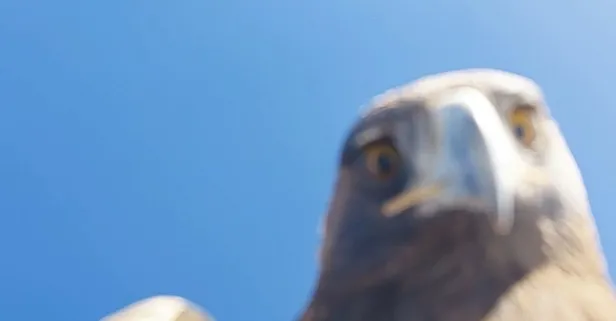 Kartalın dron avı: Kaçırdı dağın zirvesine bıraktı