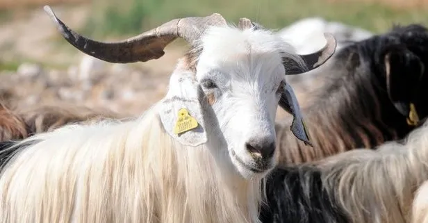 Bayram tatili 9 gün oldu mu? Kurban Bayramı tatili kaç gün olacak?-5