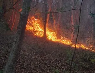 Orman yangını çıktı