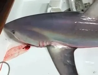 Boğaz’da 300 kiloluk köpek balığı yakaladılar