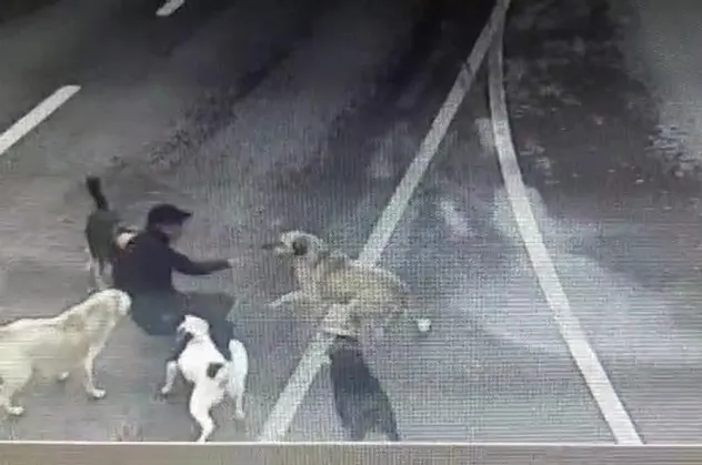 Bakırköy’de iş adamına 6 köpek saldırdı! Talihsiz adam İBB'ye dava açacak