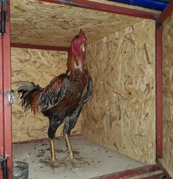 Antalya'da akılalmaz olay-2