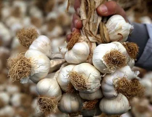 Alzheimera sarımsak