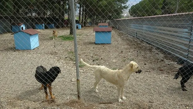 Çanakkale'de skandal olay! Belediyenin aç bıraktığı köpekler birbirlerini yemeye başladı-2