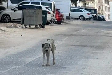 Şanlıurfa Halfeti’de 3 yaşındaki çocuğa sokak köpeği saldırdı