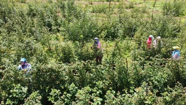 bursa-turkiyenin-ahududu-ihtiyacinin-yuzde-70ini-karsiliyor-kilosu-30-lira-1625035862769.jpg Bursa Türkiye'nin ahududu ihtiyacının yüzde 70'ini karşılıyor! Kilosu 30 lira-8