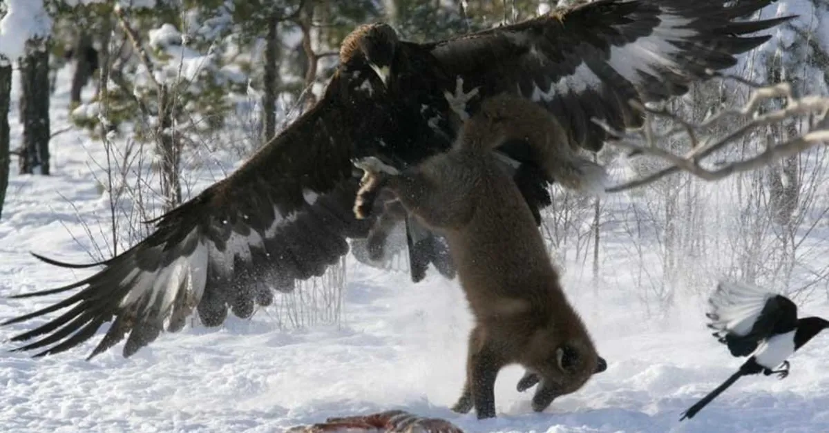 vahsi dogada kartalin kurt avi