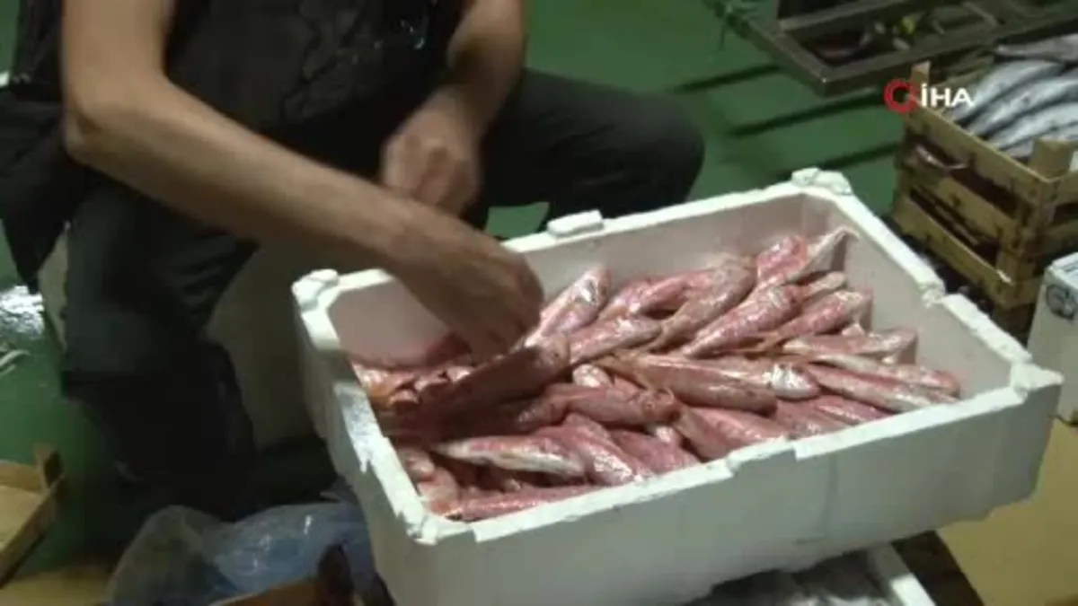 Av yasağı sona erdi, İstanbul’da sezonun ilk balıkları avlandı