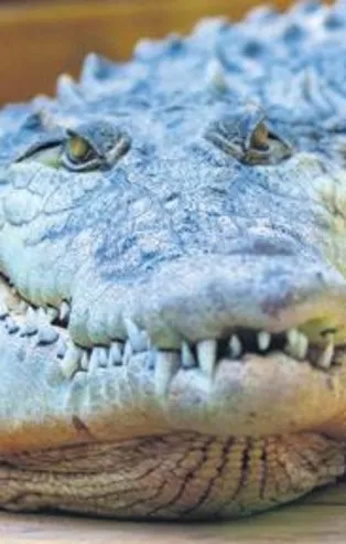 Kaplumbağa Sabi ile timsah Muhteşem Timi yalnızlıktan sıkıldı