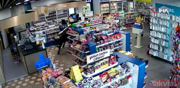 Kurbanlıklar kaçtı sahipleri kovaladı! Kimi kafeye girdi kimi markete daldı - 9