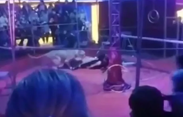 korku-dolu-anlar-kaplan-sirkte-egitmenine-saldirdi-1621783386498.jpg Korku dolu anlar! Kaplan sirkte eğitmenine saldırdı..-1