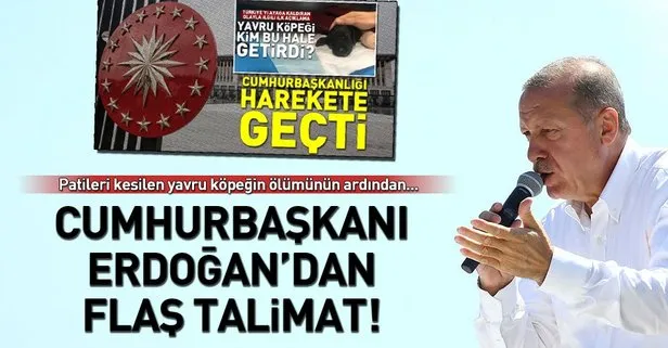 Cumhurbaşkanı Erdoğan yavru köpeğe işkenceye inceleme talimatı verdi