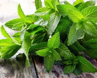 Tam bir sağlık mucizesi! Bu faydasını ilk kez duyacaksınız