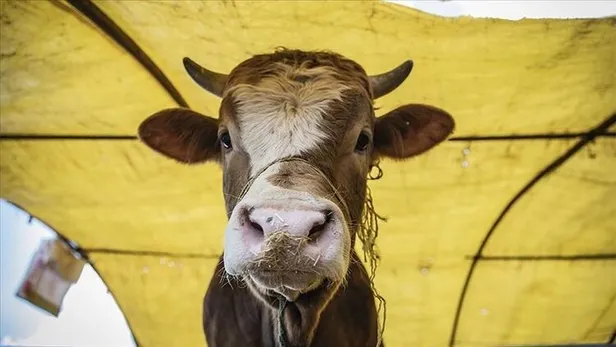 kurban-bayrami-ne-zaman-hangi-ayda-sayili-gunler-kaldi-kurban-bayrami-tatili-kac-gun-olacak-2021-1625476771441.jpg Kurban Bayramı ne zaman, hangi ayda 2021? Sayılı günler kaldı! Kurban Bayramı tatili kaç gün olacak? 9 gün olacak mı?-5