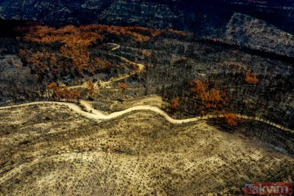 Yanan ormanlar ne olacak? Ağaçlandırma çalışması sonbaharda başlayacak - 21