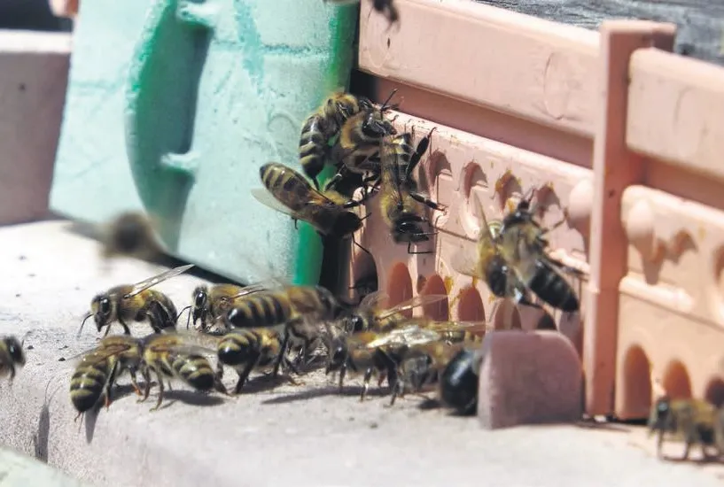 Dış’arı’da servet