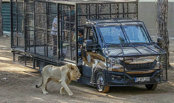 antalyada-bir-isletmenin-telle-cevrili-kamyonetle-aslan-safarisine-yogun-tepki-1631962791757.jpg Antalya'da bir işletmenin telle çevrili kamyonetle aslan safarisine yoğun tepki-2