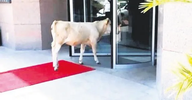 Sinop’ta 4 yıldızlı otele girmeye çalışan inek şaşkınlık yarattı