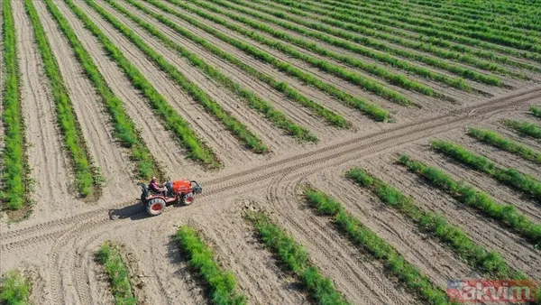 Tarım ve Orman Bakanlığı 200 PERSONEL ALIMI: Sözleşmeli personel alımı başvurusu ne zaman, nasıl, hangi branşlarda yapılacak? - 14