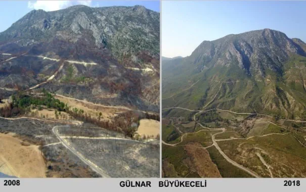 Bakanlık harekete geçti! Küle dönen ormanlar artık yeşil!-1
