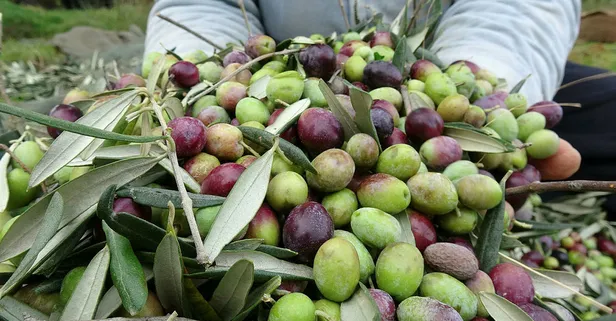 Balıkesir'de zeytin hasadı 10 bin kişiye iş kapısı oldu! Günlük 120 lira...