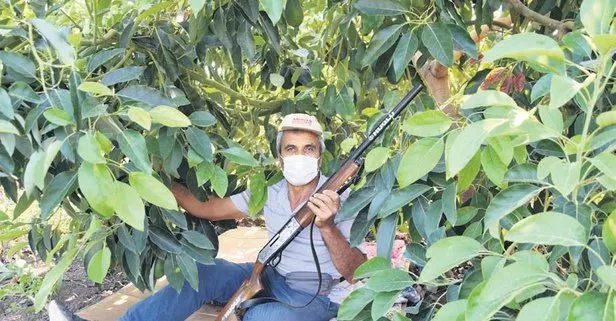 Antalya Kumluca Da Avokado Nobeti Takvim