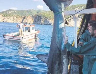 Köpek balığına tekmeye ceza