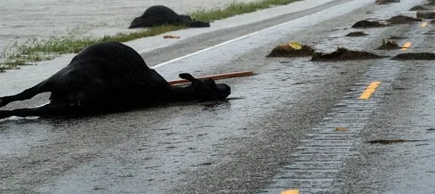 Harvey kasırgası pahalıya patladı