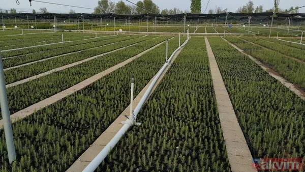 Yanan ormanlar ne olacak? Ağaçlandırma çalışması sonbaharda başlayacak - 1