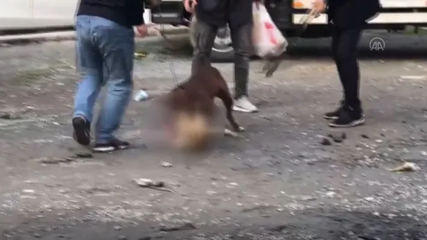 vahset-istanbulda-agizliksiz-dolastirilan-pitbull-kediye-saldirdi-1613942844369.jpg