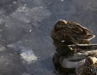 Günden Kareler 15/12/2009