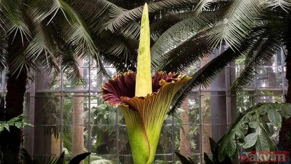CESET ÇİÇEĞİNİN KOKUSU VE GÖRÜLEBİLECEĞİ YERLER 🔸Titan arum, Endonezya'nın Sumatra adasına özgü olmasına rağmen, dünya genelinde botanik bahçelerinde...