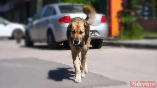 Başıboş köpekler bir aileyi yok ediyordu! Samsun Bafra'da feci kaza... Biri 5 aylık bebek 3 yaralı - 12