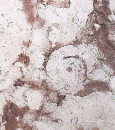 taksim-meydanindaki-cumhuriyet-anitinin-kaidesi-145-milyon-yasinda-fosiller-gorunur-konumda-1615787870296.jpg Taksim Meydanı'ndaki Cumhuriyet Anıtı'nın kaidesi 145 milyon yaşında! Fosiller görünür konumda-3