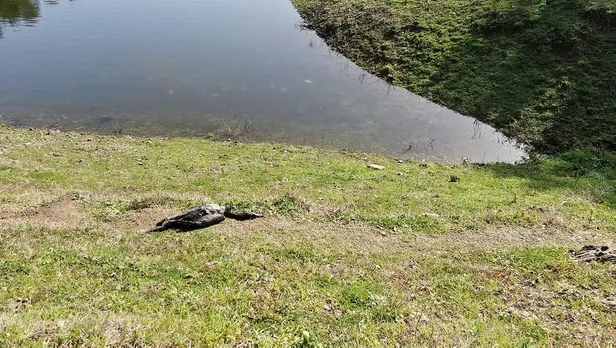 SON DAKİKA: Alibeyköy Barajı'nda korkutan balık ölümleri: Hiç böyle bir şey ile karşılaşmadık-2